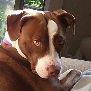 Meet your Posher, Donna